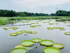 -荷塘月色湿地公园·向阳花洲