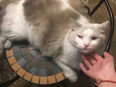 -猫猫幼稚园·撸猫·桌游·电玩