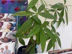 -雅悦齿科(顾村公园店)