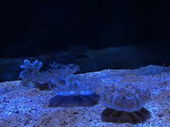 -暹罗海洋世界