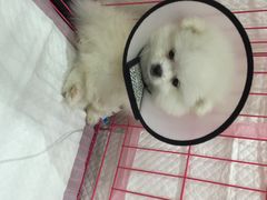 伟伟宠物医院-伟伟宠物医院·CT影像中心·瑞派犬猫综合性门诊(汉口总院)