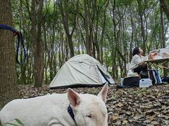-广富林郊野公园