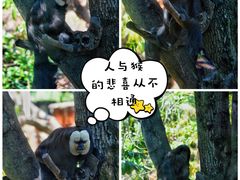 -红山森林动物园