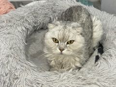 -喵的天空名猫咖啡馆·撸猫·猫舍·用品