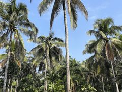 -中国科学院西双版纳热带植物园
