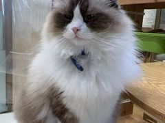 -藏猫猫咖啡主题馆(中央大道店)