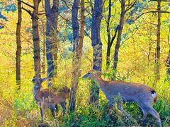 -老三羊汤【北兴隆街店】