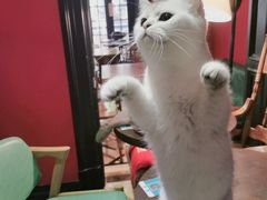 -猫色咖啡·猫咖