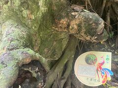 -西双版纳原始森林公园