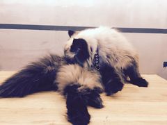 -喵园·猫主题咖啡厅·撸猫·猫咖(国贸店)