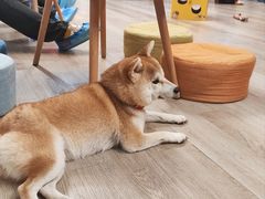 -柴迷FANS CLUB·柴犬狗咖·猫咖