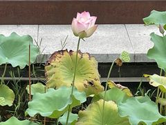 -长田漾湿地公园