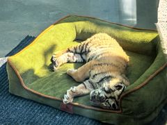 -大连森林动物园