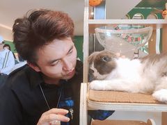 -飞行喵MR PILOT|猫舍·猫咖(静安大融城店)