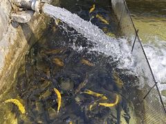 -北京水岸山吧度假村(雁栖镇店)