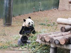 -上海野生动物园