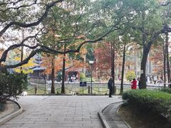 -金花茶公园