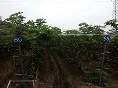 -菊园百果园