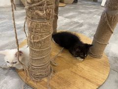 -楼上猫咖(罗湖店)