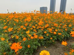 -映月湖中央公园