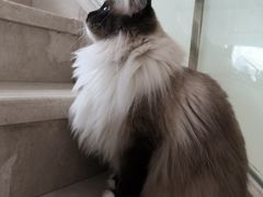 -Catmate·猫肥家润(金润铂宫店)