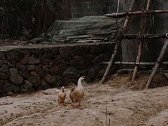 -黄田泡泡