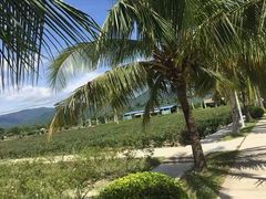 -亚龙湾国际玫瑰谷