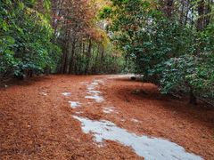 -上海海湾国家森林公园