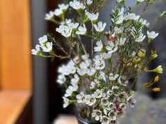 -YLK云南小粒咖啡·云里咖(二号店)