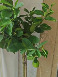 点击看大图 -AGAXI美甲美睫