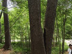 -五营红松林海景区