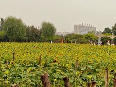 -祥源·阜阳生态乐园