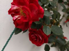 -高老太奶油小攀(新建南路店)