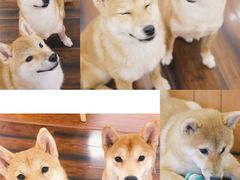 -豆柴町-柴犬主题狗咖(红鼎国际C座店)
