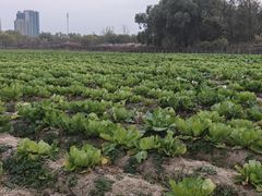 -食悦江南·淮扬菜·烤鸭(亚运村·惠新店)