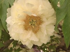 -洛阳市隋唐城遗址植物园
