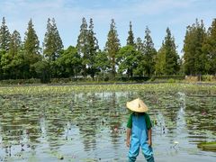 -上海长兴岛郊野公园