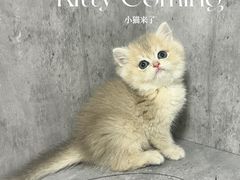 -小猫来了·猫舍(红山六九七九店)