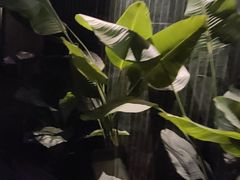 -涟LIAN·泰式按摩·MASSAGE·SPA(华强北店)