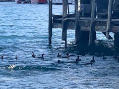 -Patagonia Chocolates(皇后镇店)