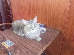 -楼上猫咖(罗湖店)