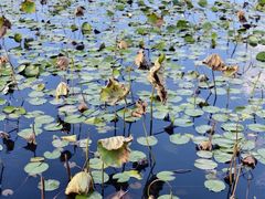 -上海海湾国家森林公园