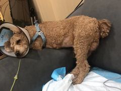 -喜多萌中农锦绣动物医院24H·猫科·牙科MRI·CT