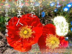 -上海滨江森林公园