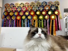 -青奢宠物·青奢猫舍