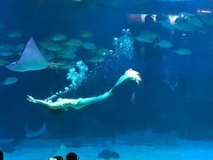 -烟台海昌鲸鲨海洋公园