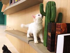 -飞行喵MR PILOT|猫舍·猫咖(静安大融城店)