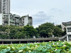 -荔湾湖公园