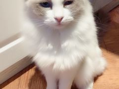 -猫小院猫主题餐厅(三里屯店)