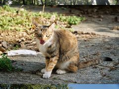 -宝通禅寺